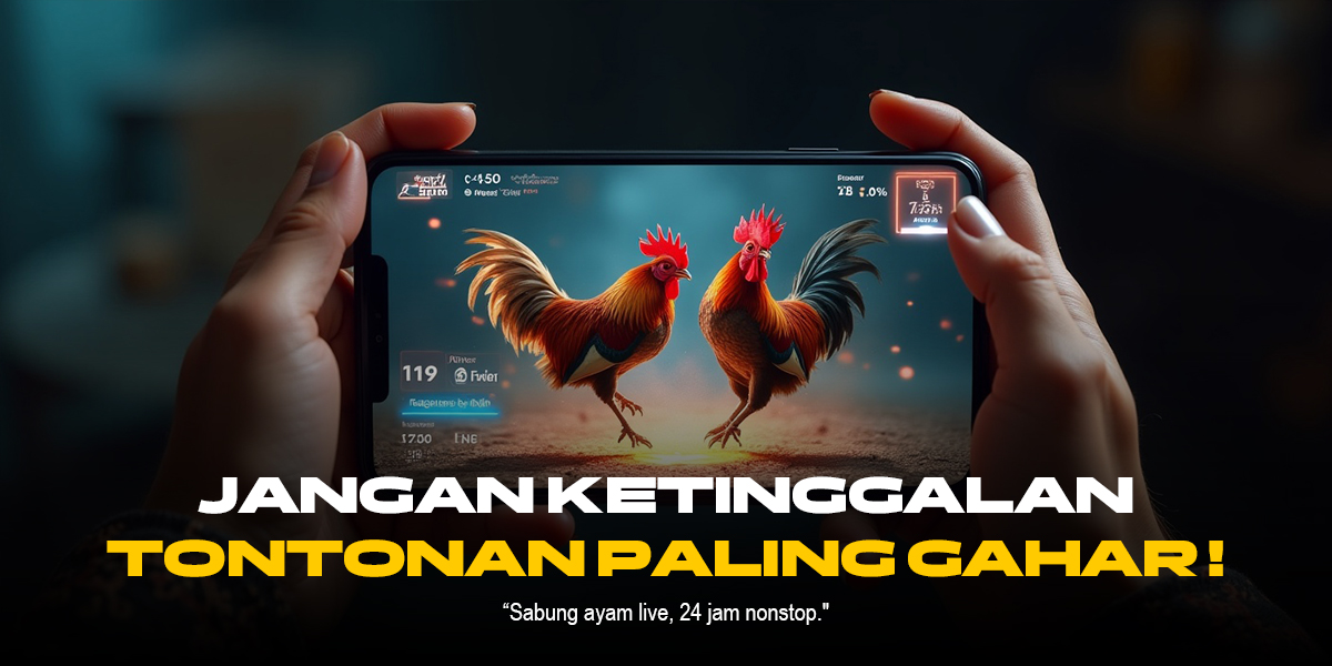 Kenali Ayam Bangkok, Raja Sabung Ayam di SV388